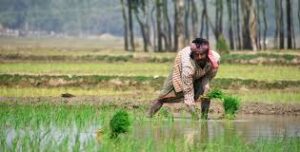 কৃষকবন্ধু প্রকল্প