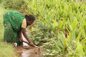 কৃষকবন্ধু প্রকল্প